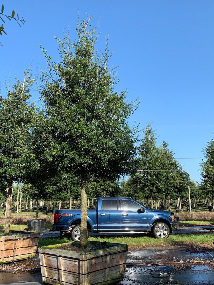 quercus-virginiana-live-oak-southern-oak-tree