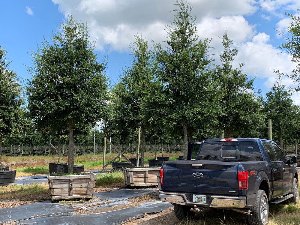 quercus-virginiana-live-oak-southern-oak-tree