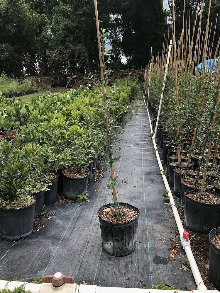 quercus-virginiana-live-oak-southern-oak-tree