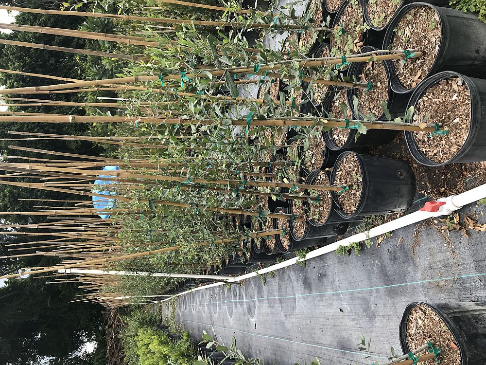quercus-virginiana-live-oak-southern-oak-tree