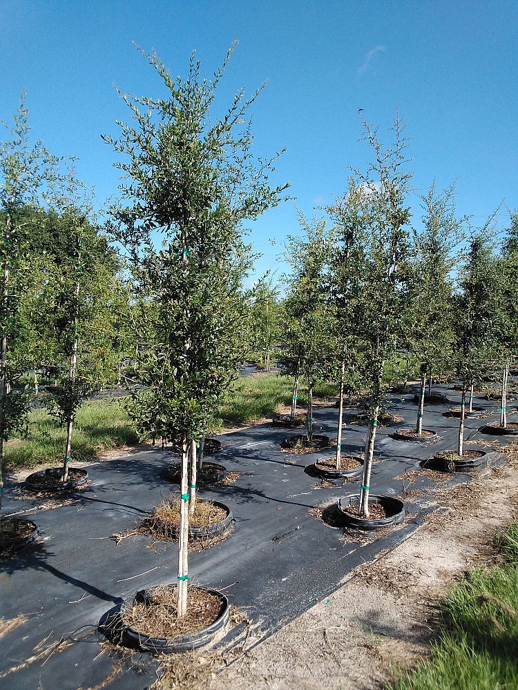 quercus-virginiana-live-oak-southern-oak-tree