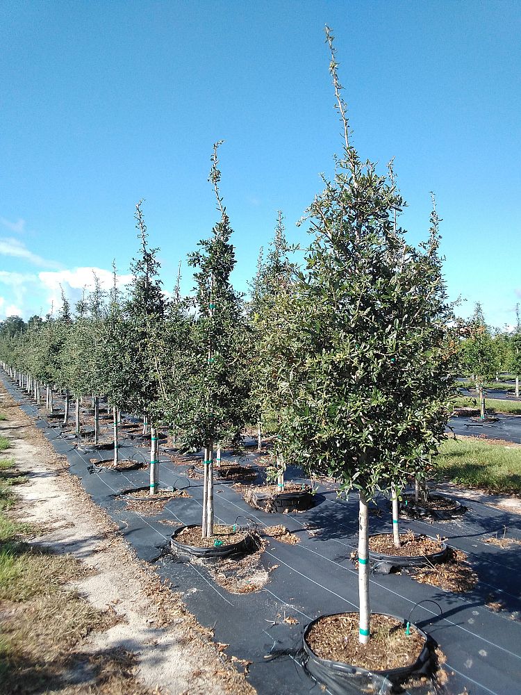 quercus-virginiana-live-oak-southern-oak-tree