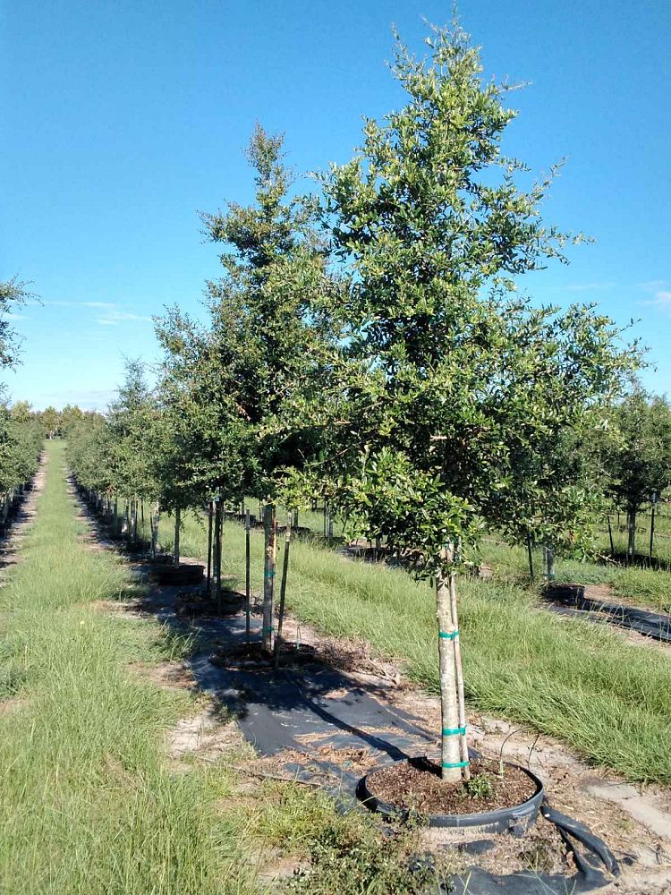 quercus-virginiana-live-oak-southern-oak-tree