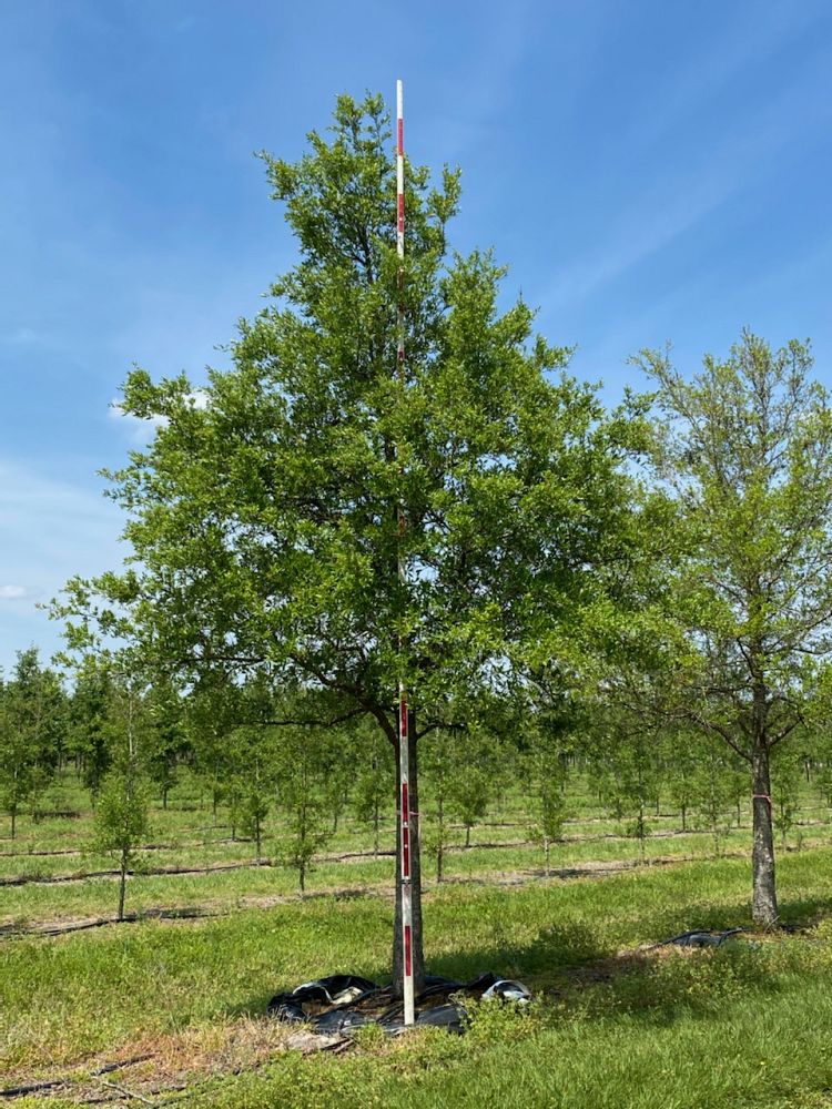 quercus-virginiana-live-oak-southern-oak-tree