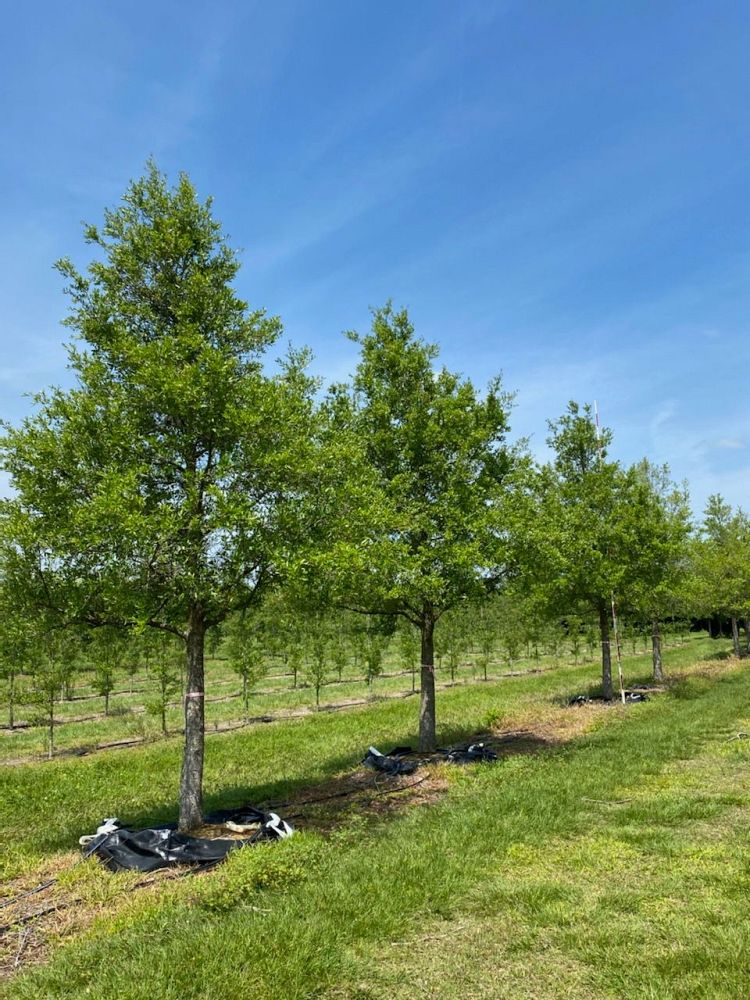 quercus-virginiana-live-oak-southern-oak-tree