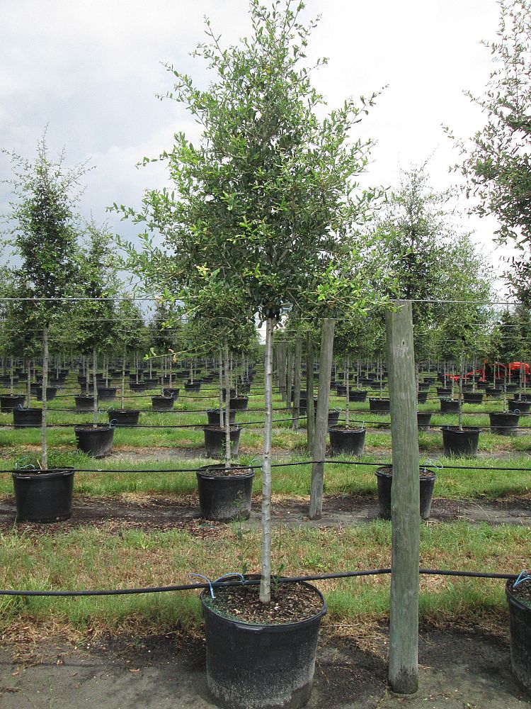 quercus-virginiana-live-oak-southern-oak-tree