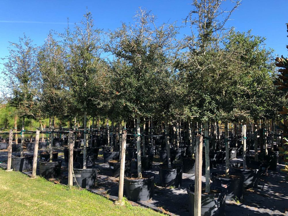 quercus-virginiana-live-oak-southern-oak-tree