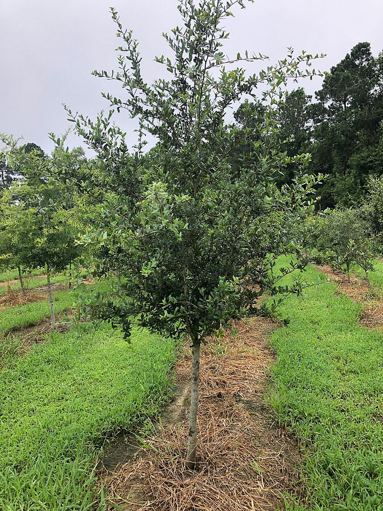 quercus-virginiana-live-oak-southern-oak-tree