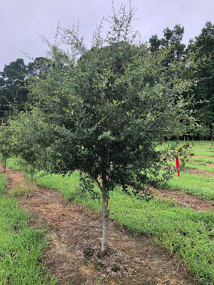 quercus-virginiana-live-oak-southern-oak-tree