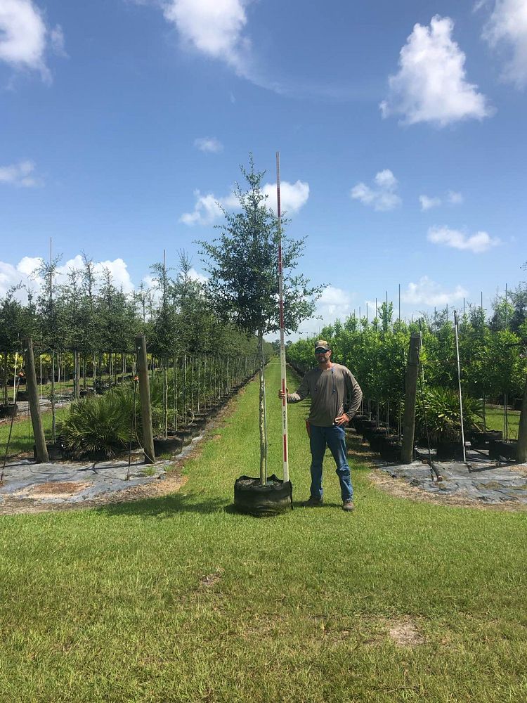 quercus-virginiana-live-oak-southern-oak-tree