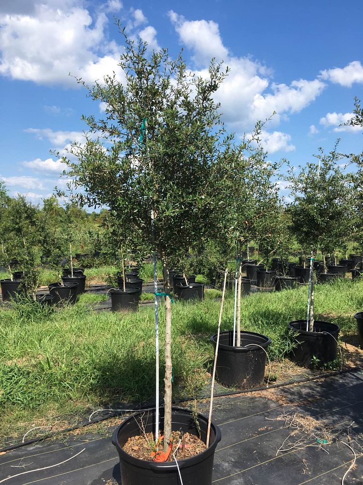 quercus-virginiana-live-oak-southern-oak-tree