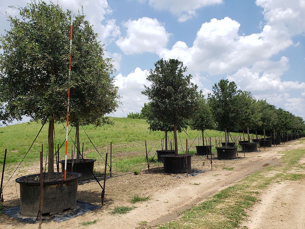 quercus-virginiana-live-oak-southern-oak-tree