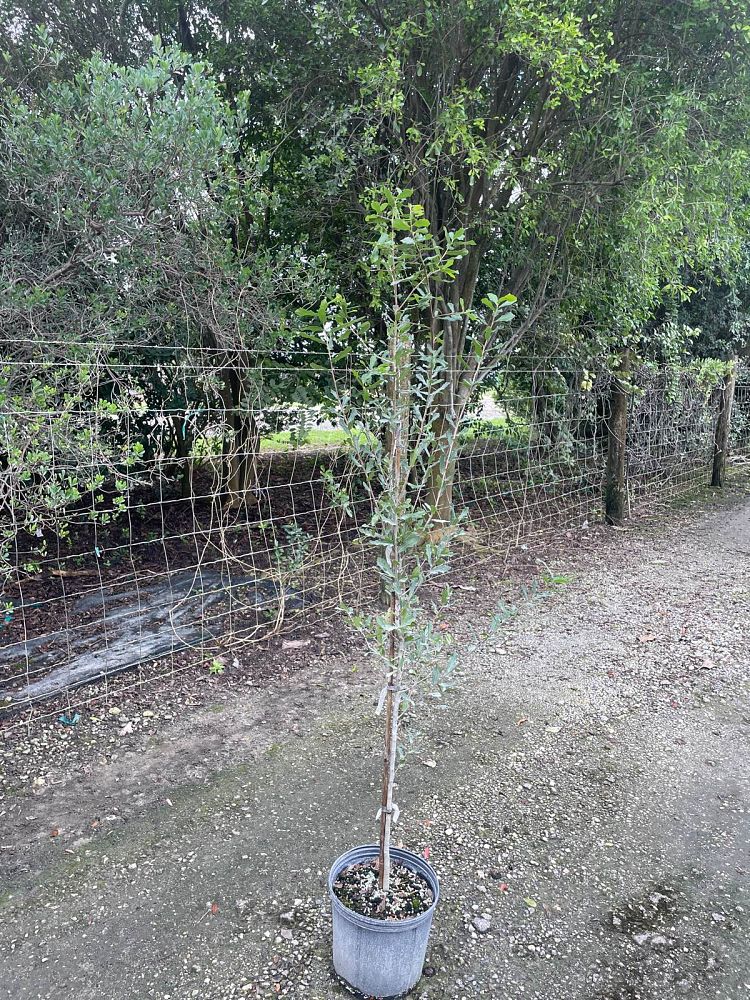 quercus-virginiana-live-oak-southern-oak-tree
