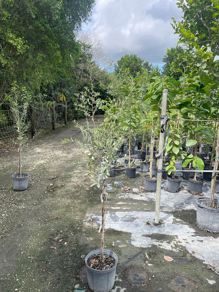 quercus-virginiana-live-oak-southern-oak-tree
