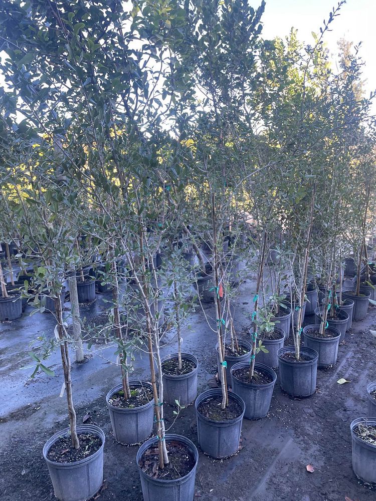 quercus-virginiana-live-oak-southern-oak-tree