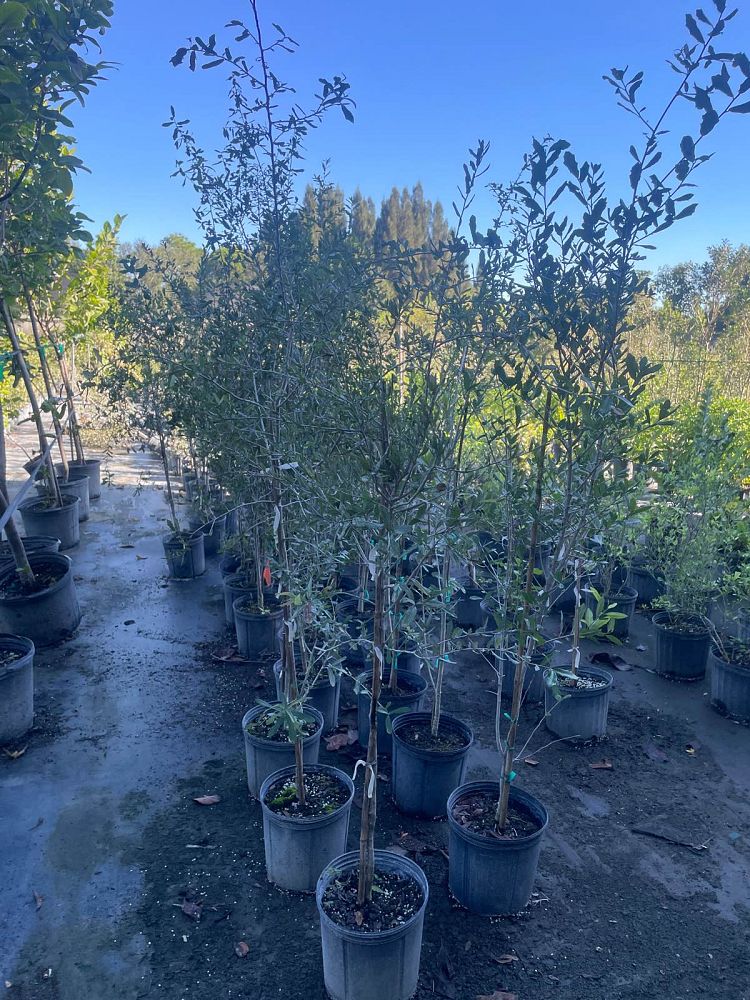 quercus-virginiana-live-oak-southern-oak-tree