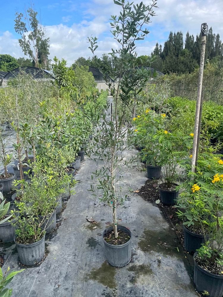 quercus-virginiana-live-oak-southern-oak-tree