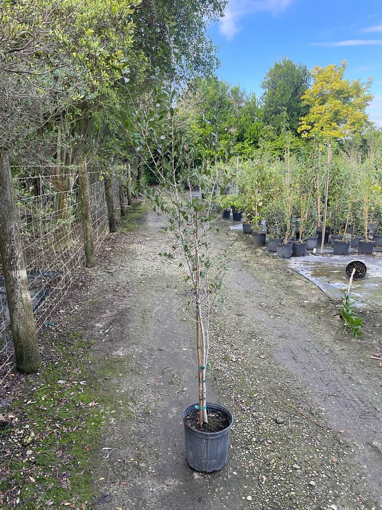 quercus-virginiana-live-oak-southern-oak-tree