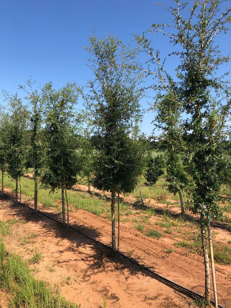 quercus-virginiana-live-oak-southern-oak-tree