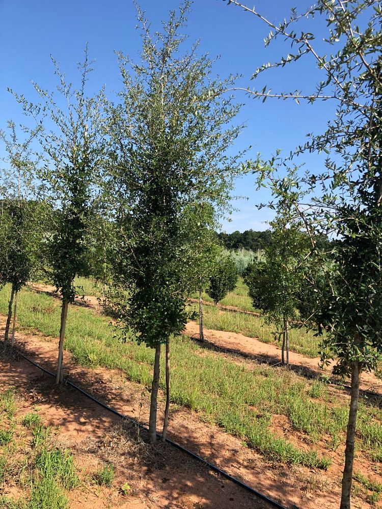 quercus-virginiana-live-oak-southern-oak-tree
