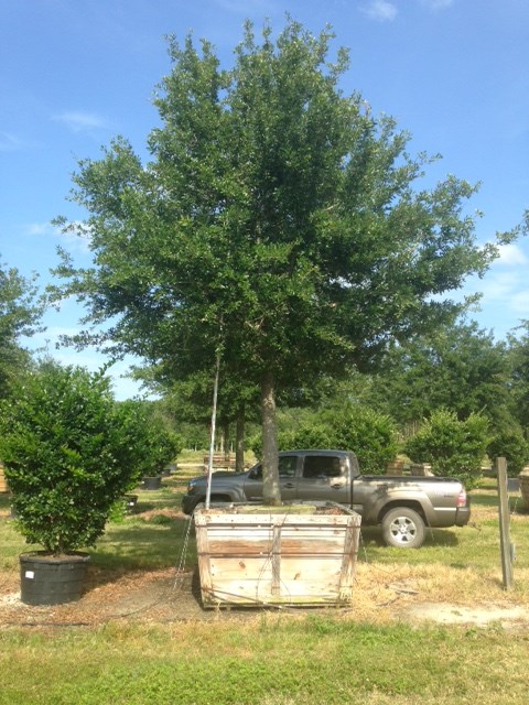 quercus-virginiana-live-oak-southern-oak-tree