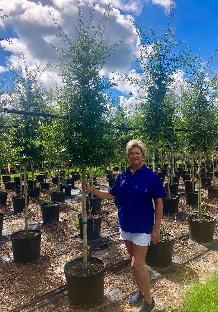 quercus-virginiana-live-oak-southern-oak-tree