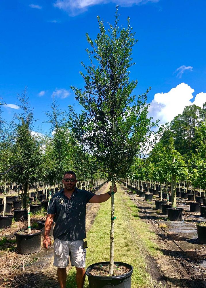 quercus-virginiana-live-oak-southern-oak-tree