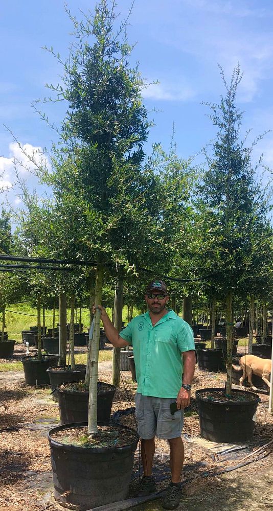 quercus-virginiana-live-oak-southern-oak-tree