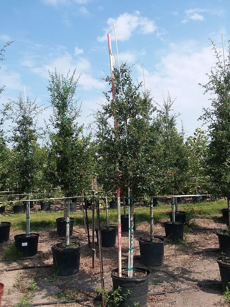 quercus-virginiana-live-oak-southern-oak-tree