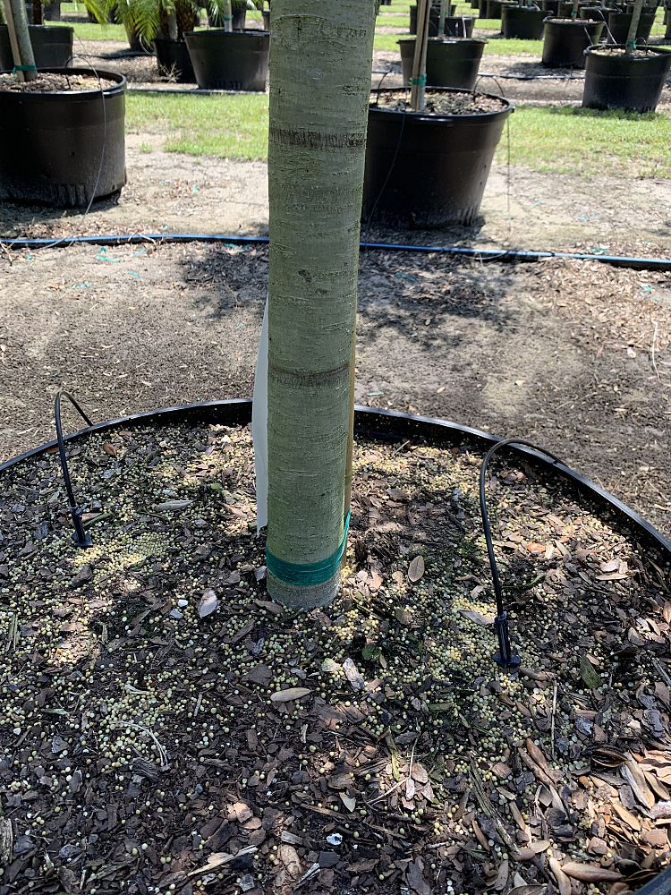 quercus-virginiana-live-oak-southern-oak-tree
