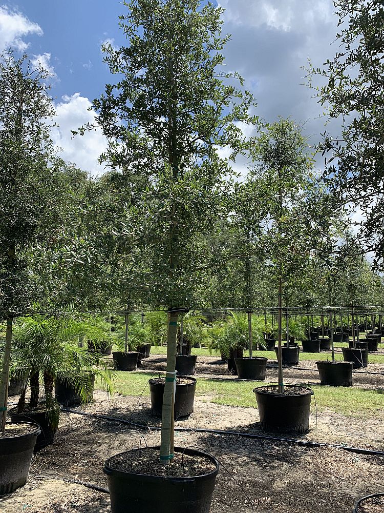 quercus-virginiana-live-oak-southern-oak-tree