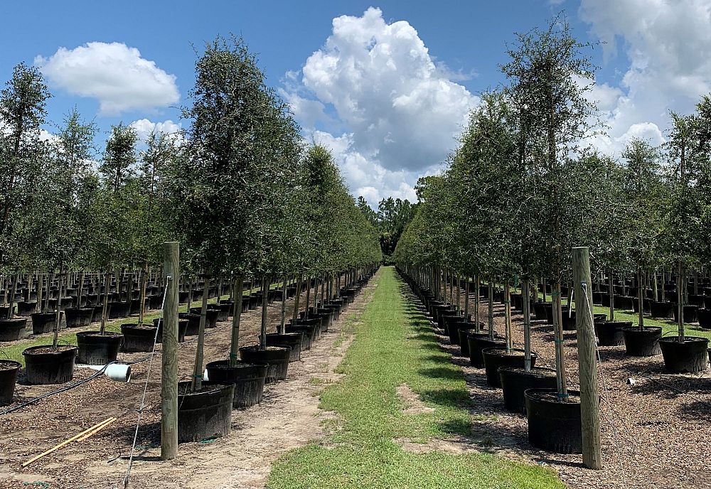 quercus-virginiana-live-oak-southern-oak-tree