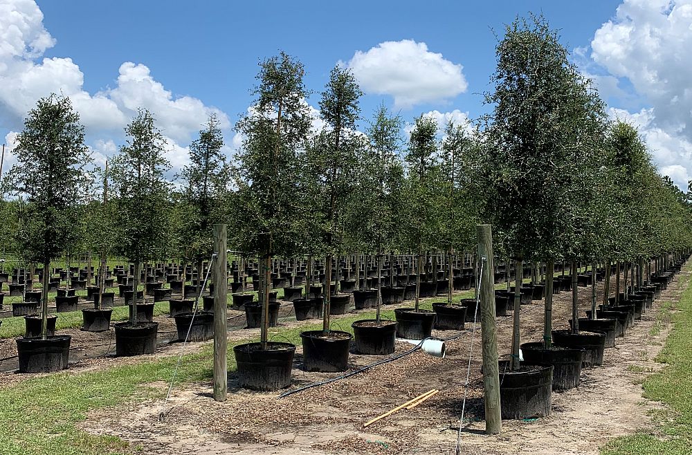 quercus-virginiana-live-oak-southern-oak-tree