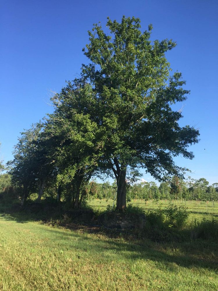 quercus-virginiana-live-oak-southern-oak-tree