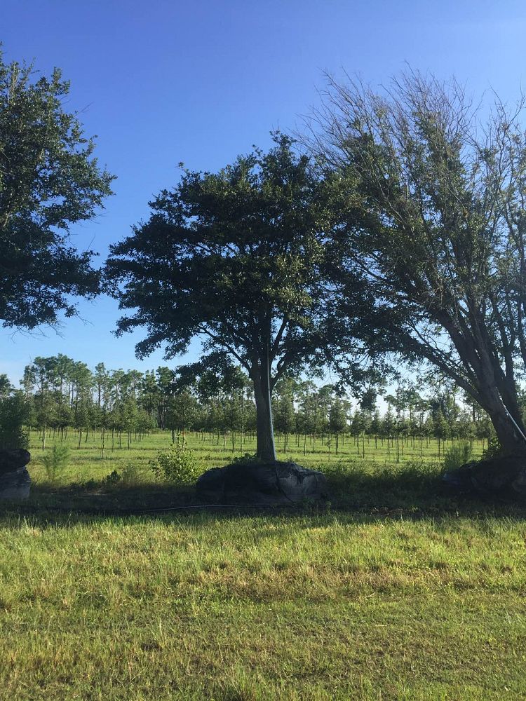 quercus-virginiana-live-oak-southern-oak-tree