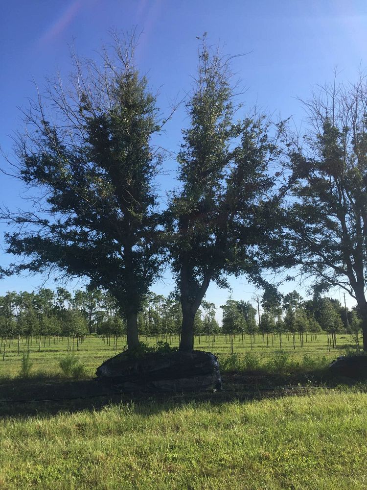 quercus-virginiana-live-oak-southern-oak-tree