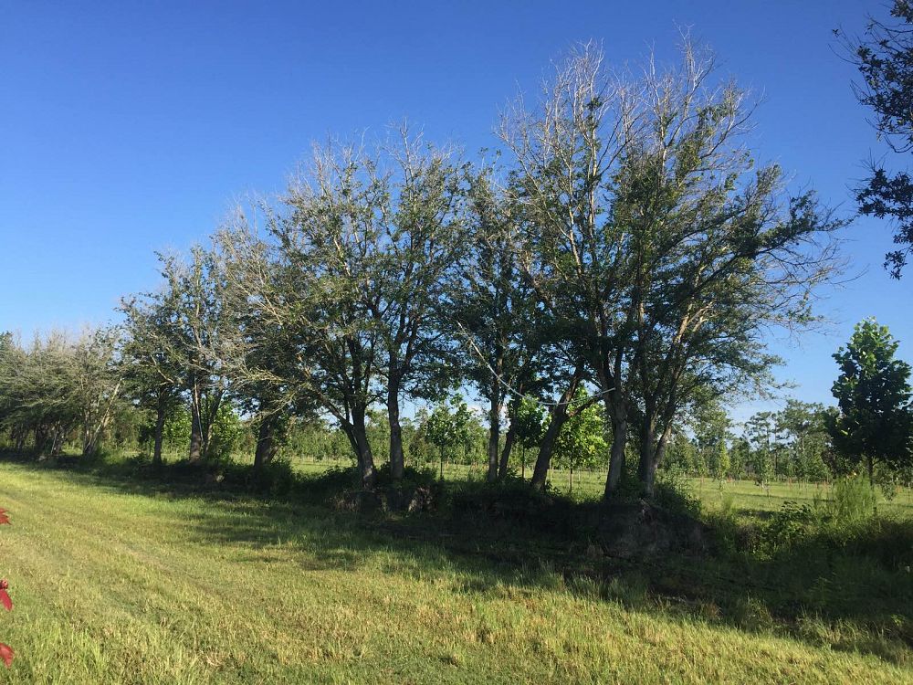 quercus-virginiana-live-oak-southern-oak-tree