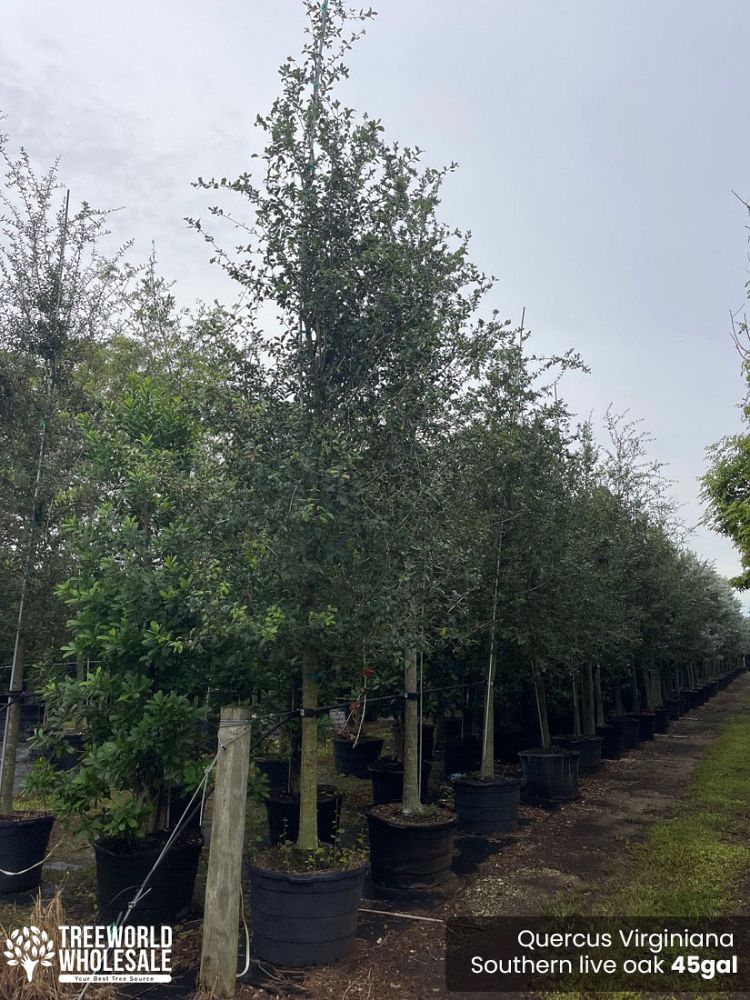 quercus-virginiana-live-oak-southern-oak-tree