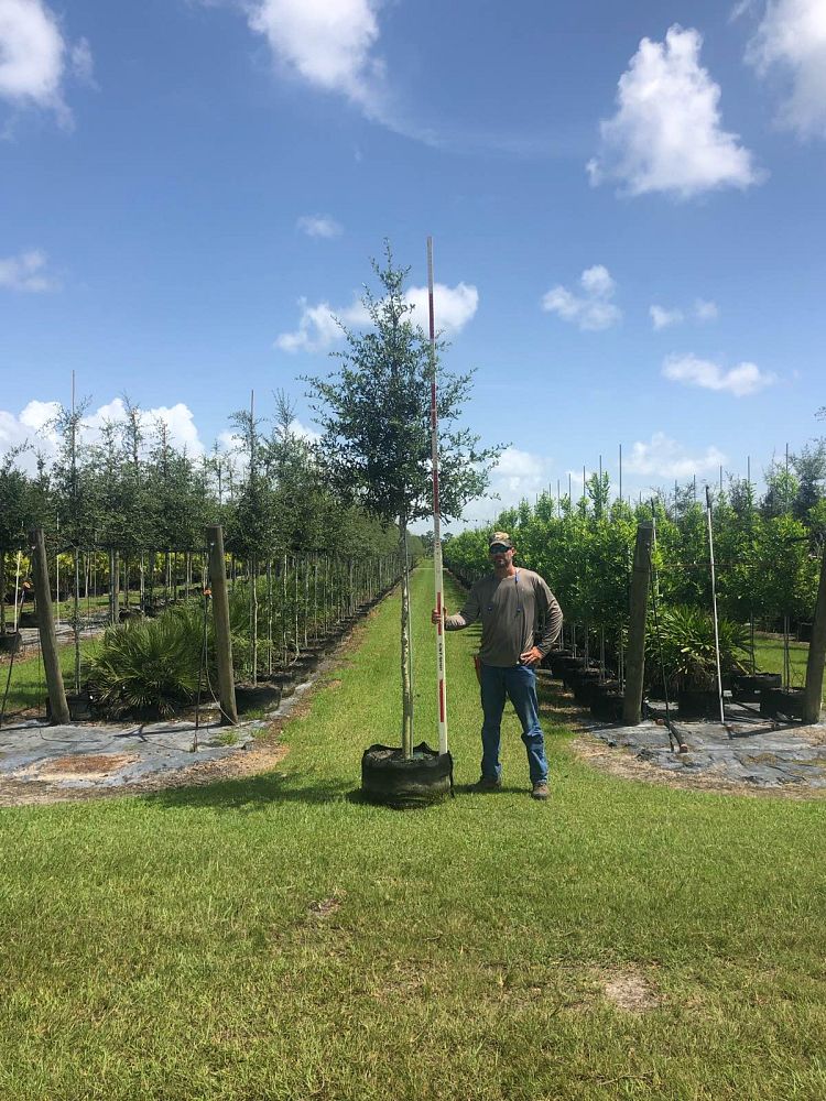 quercus-virginiana-live-oak-southern-oak-tree