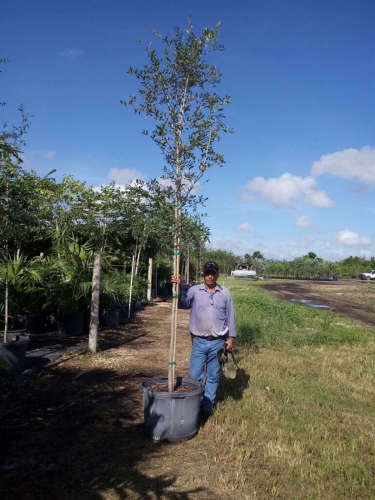 quercus-virginiana-live-oak-southern-oak-tree