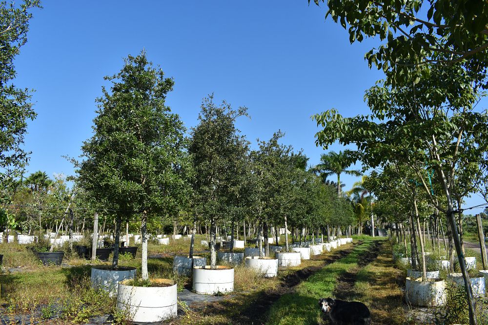quercus-virginiana-live-oak-southern-oak-tree