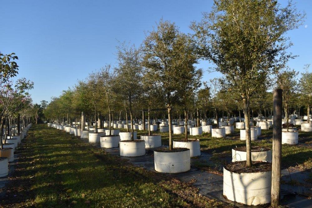quercus-virginiana-live-oak-southern-oak-tree