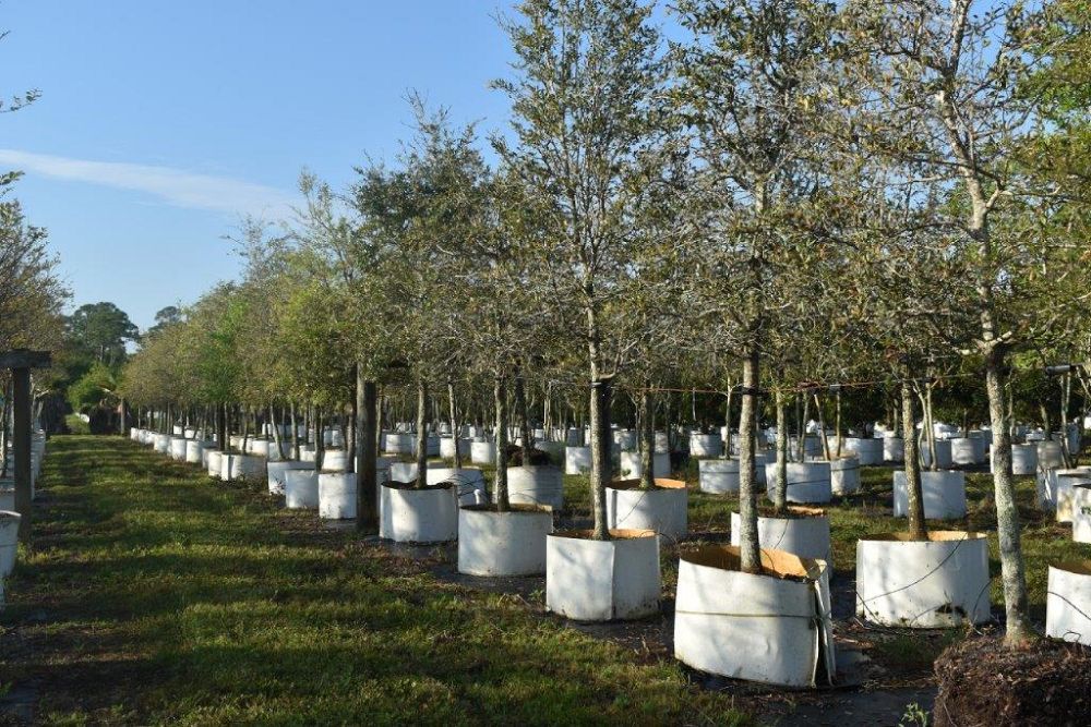 quercus-virginiana-live-oak-southern-oak-tree