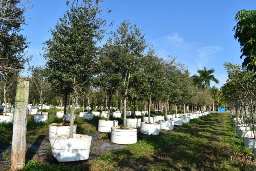 quercus-virginiana-live-oak-southern-oak-tree