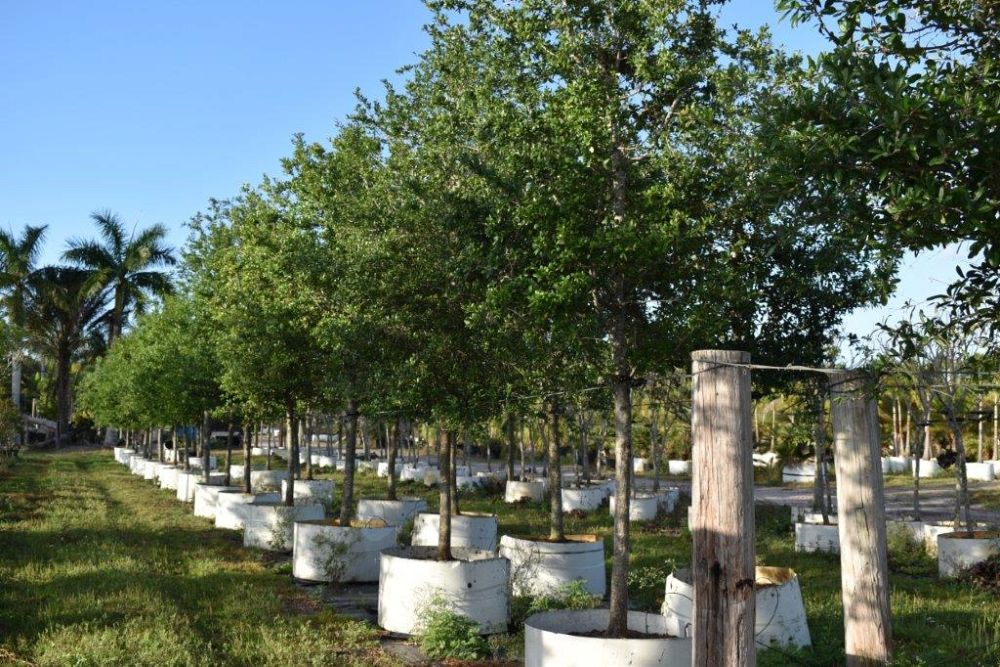 quercus-virginiana-live-oak-southern-oak-tree