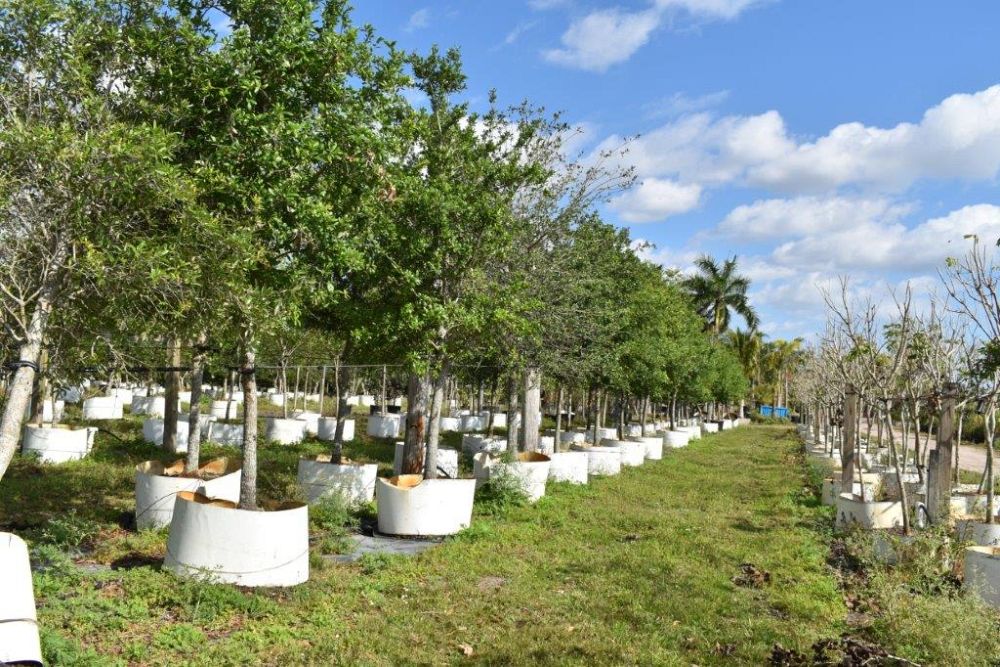 quercus-virginiana-live-oak-southern-oak-tree
