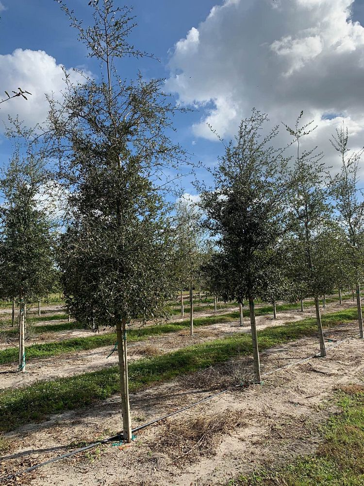 quercus-virginiana-live-oak-southern-oak-tree