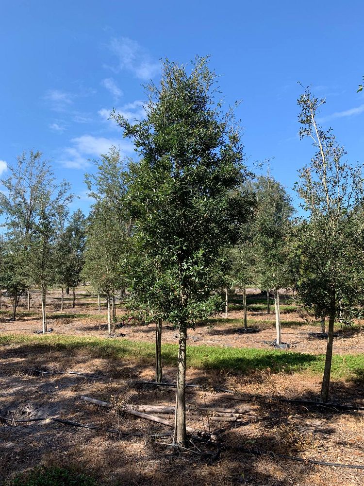 quercus-virginiana-live-oak-southern-oak-tree