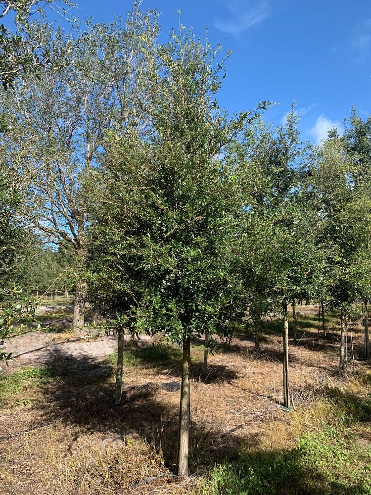quercus-virginiana-live-oak-southern-oak-tree