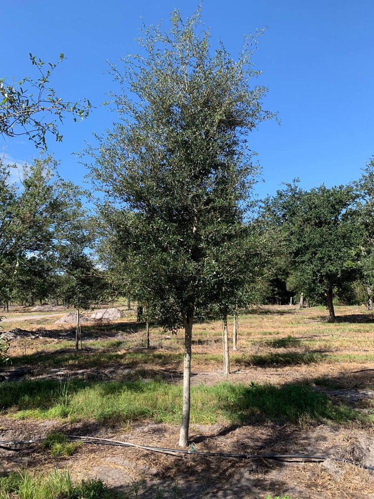 quercus-virginiana-live-oak-southern-oak-tree
